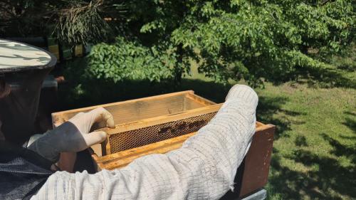 BuzzLab – create, learn, and connect with nature!